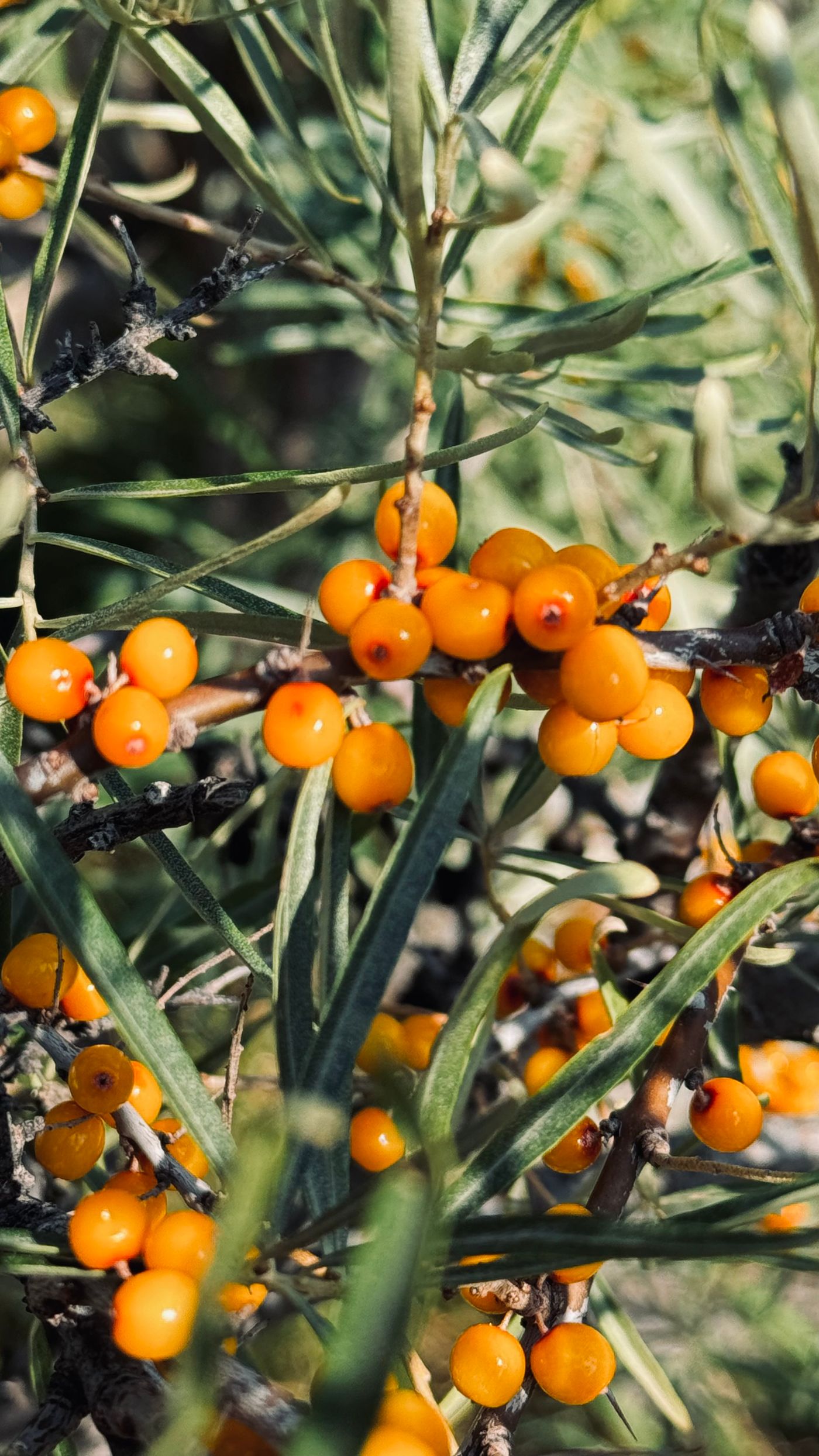 Sea buckthorn berries on a shrub; botanical reference photograph